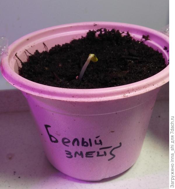 Первый змей появился на свет