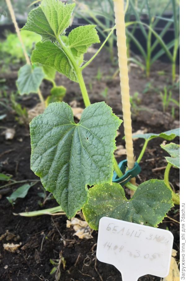 Уже подвязаны и вообще похожи на огурцы.