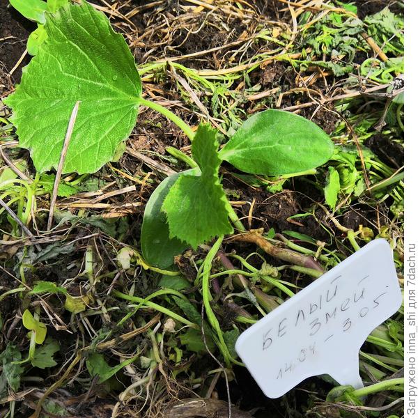 Третий день после посадки