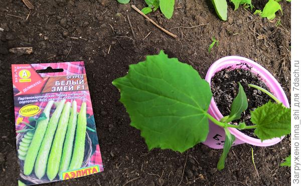 Огурчик готов к пересадке