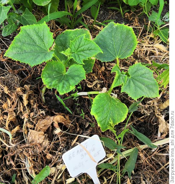 Сладкая парочка