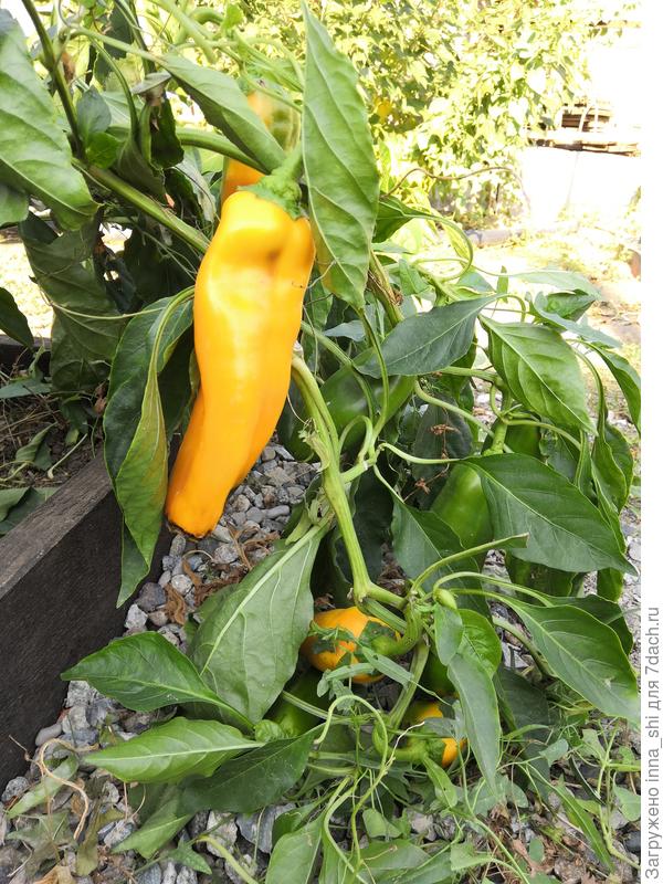 Голден Хорн