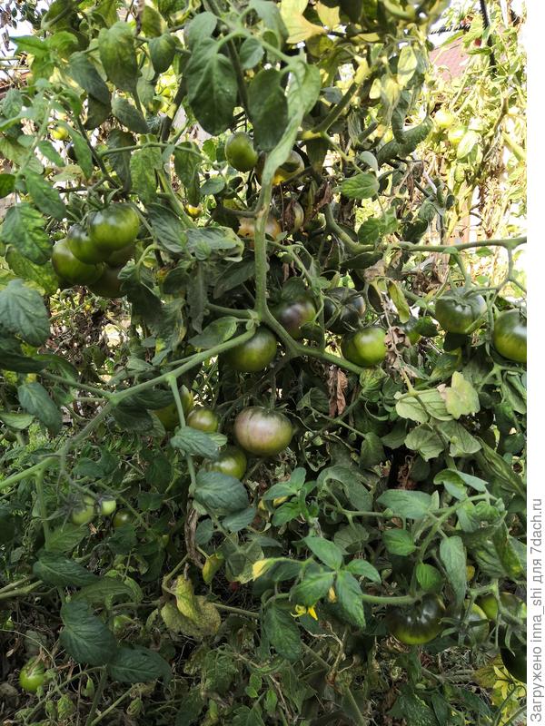 Иван да Марья