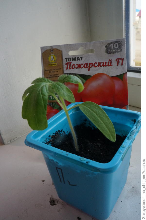 На этапе выращивания рассады