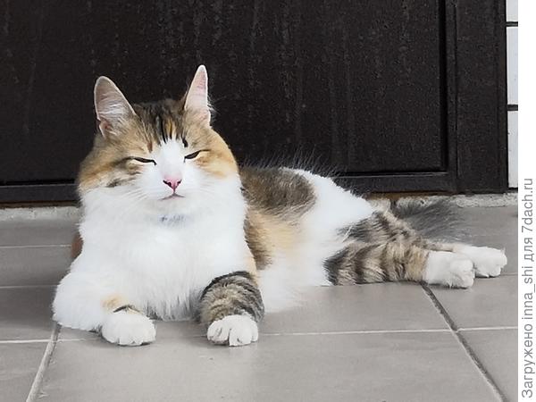 Рыжее средство от мышей!!!!