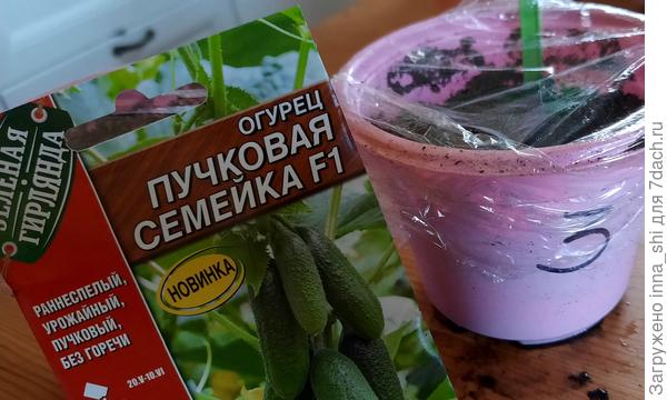 Три семени в одном стаканчике. Теперь не забудем!