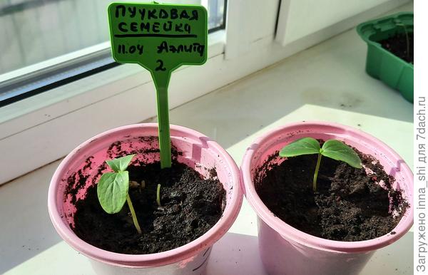 Два растения будут продолжать участие в тестировании
