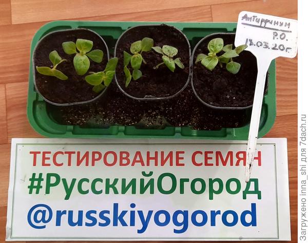 После посадки в активе - семь растений
