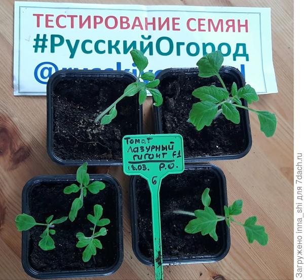 Лазурный гигант тоже распикирован