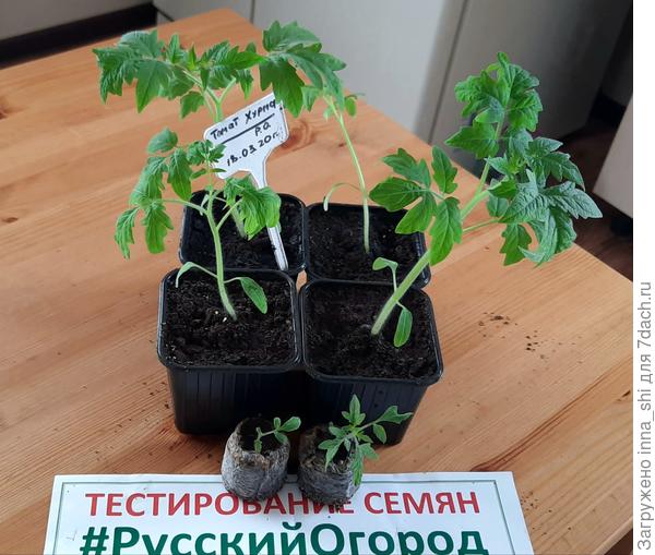 Хурма. Четыре растения пересажены. Два заморыша оставлены для сравнения разной степени развития растений