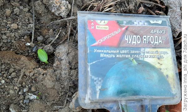 31 мая. Три дня спустя - пожалуйста - первый пошел!