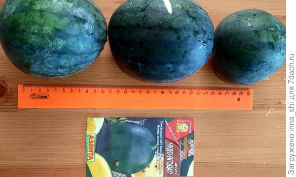 Ягода оправдала свое название. Небольшие, но, как оказалось, ооочень вкусные арбузики