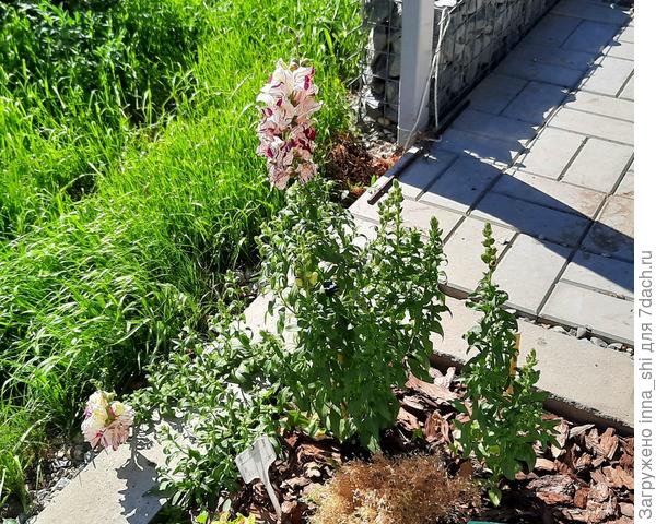 13 июня. В тени +40