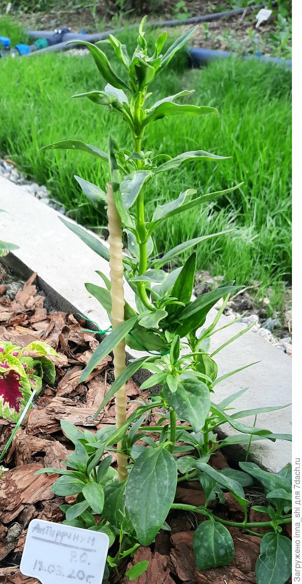 26 мая. Анирринум "Пурпурный вальс"