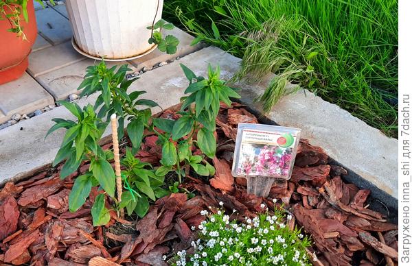 17 мая. Ровно и крепко стоят мои растения. Поднялись и набрались сил