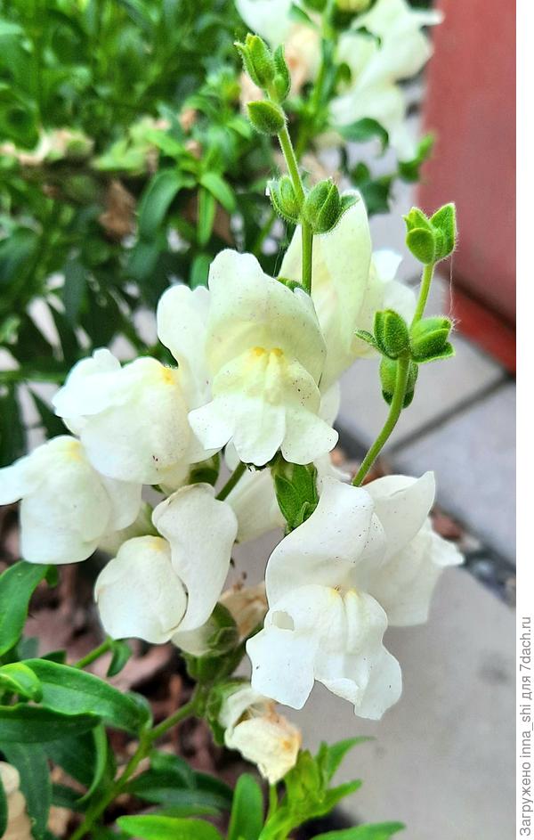 10 июля. Цветы без признаков пурпура. Ох уж эта жара!