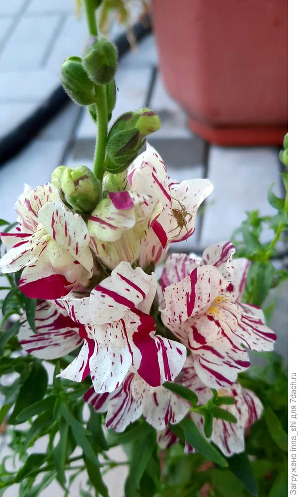 6 июня. Открытие цветка, можно оценить красоту, изящество и незабываемую окраску антирринума "Пурпурный вальс"