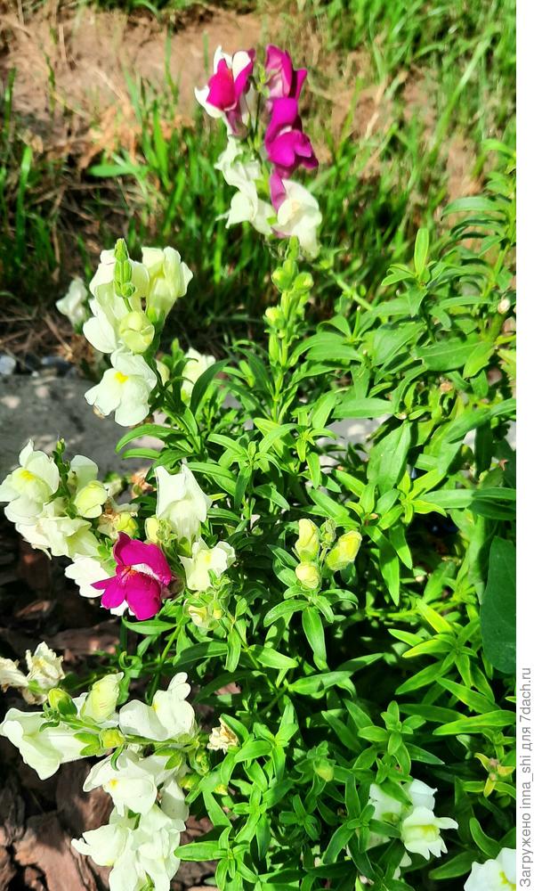 18 июля. После недели прохлады опять появился пурпур!