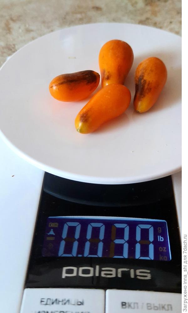 Урожай томата "Сливовая капля". Количество соответствует названию сорта - капельное