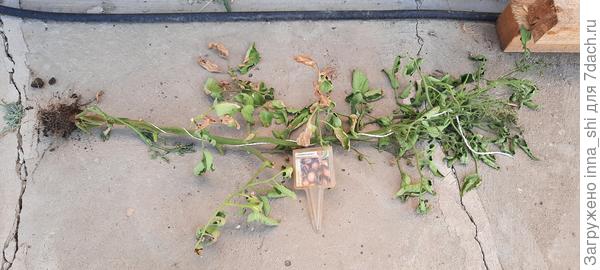 26 июля куст уже н