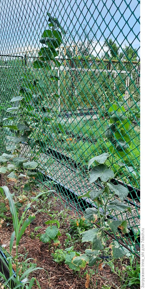 10 июля. "Пучковая семейка" растет и плодоносит