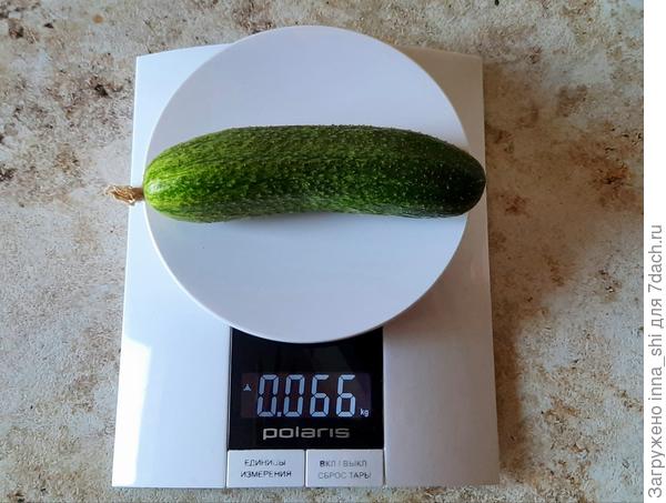 Средний вес огурчика "Пучковая семейка"