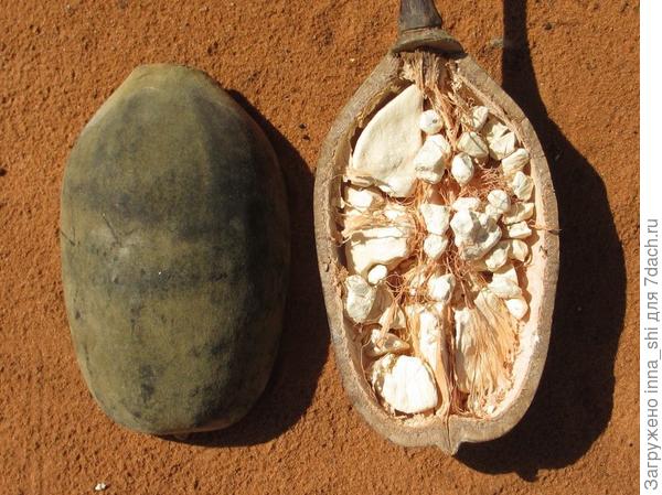 И правда... баобаб!!!