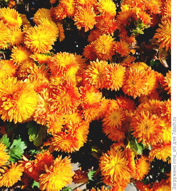 Хризантемы- осень