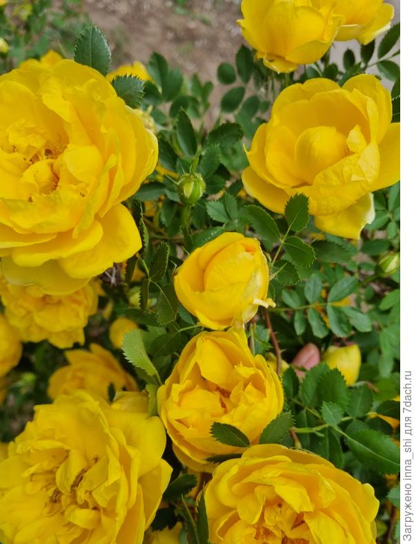 Желтые розы - лето