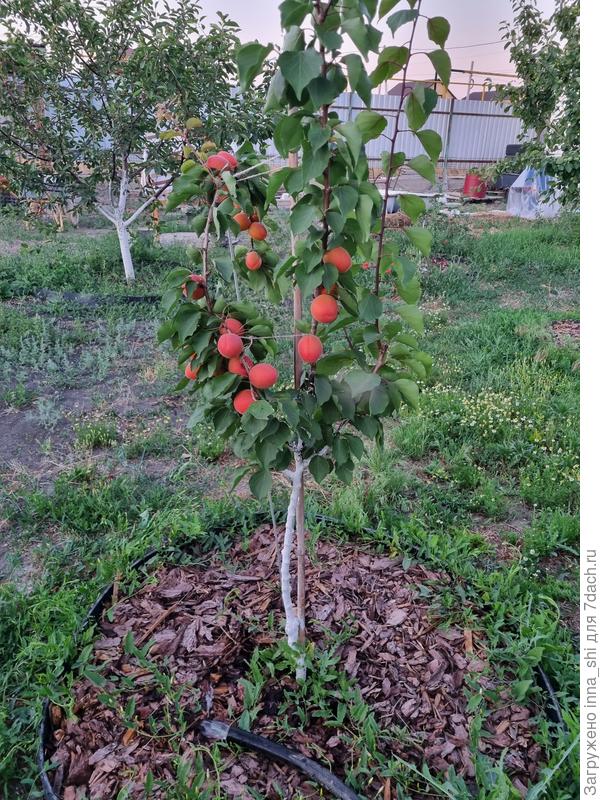 Абрикос Приция в белый носочках