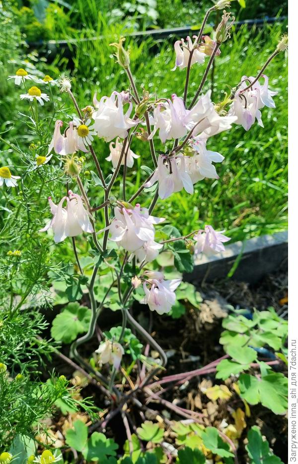 Надеюсь, мое розовое чудо перезимует и весной снова порадует меня!