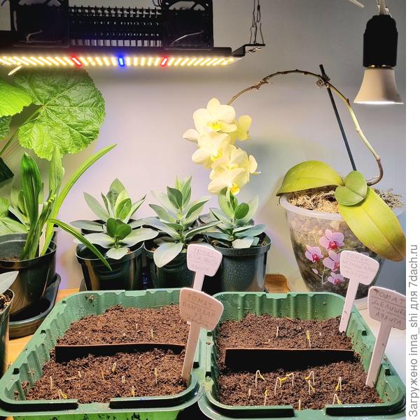 Всходы томатов на досветке