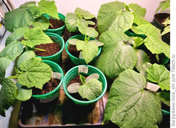 Рассаде 15 дней от момента всходов