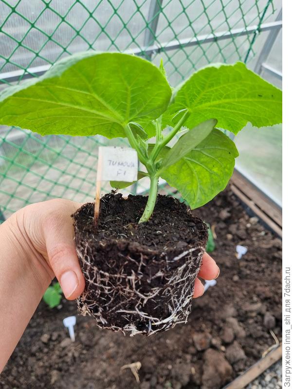 Рассада огурцов к 9 апреля (15 дней от момента всходов)