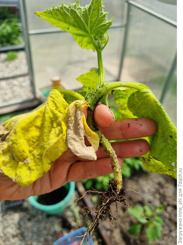 20 апреля. Даже не важно какой сорт.