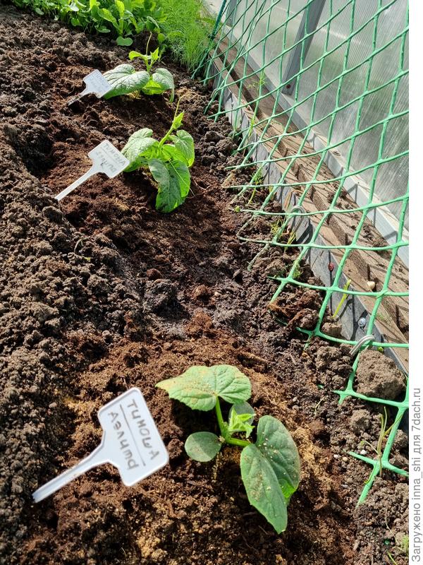 Тимоша посажен