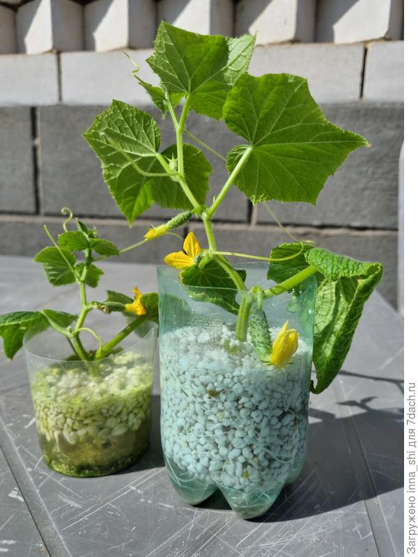 Тимоши - друзья по несчастью