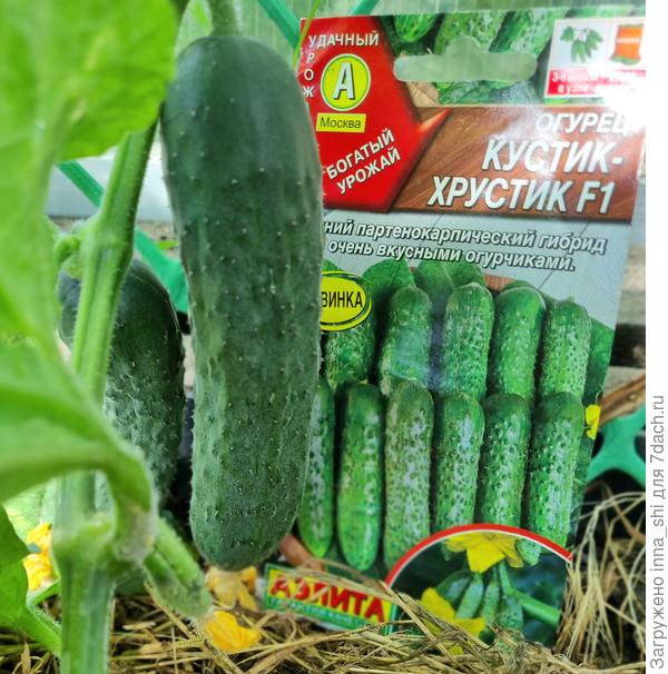 Кустик Хрустик
