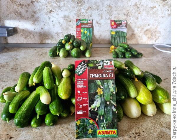 Для сравнения: количество урожая гибрида Тимоша и других тестируемых гибридов