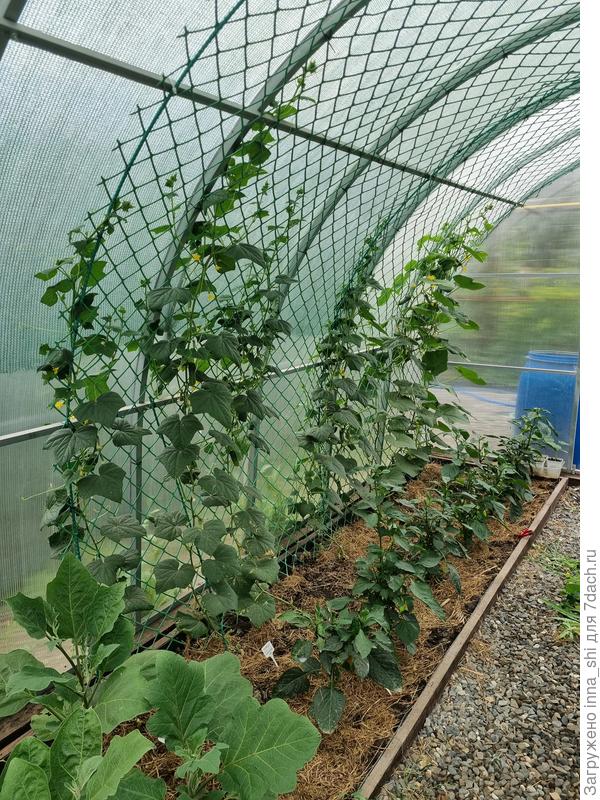 Соседство Тимоши со сладким перцем