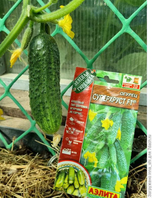 Суперхруст от агрофирмы Аэлита