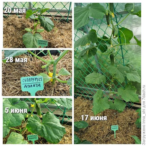 Этапы плодоношения
