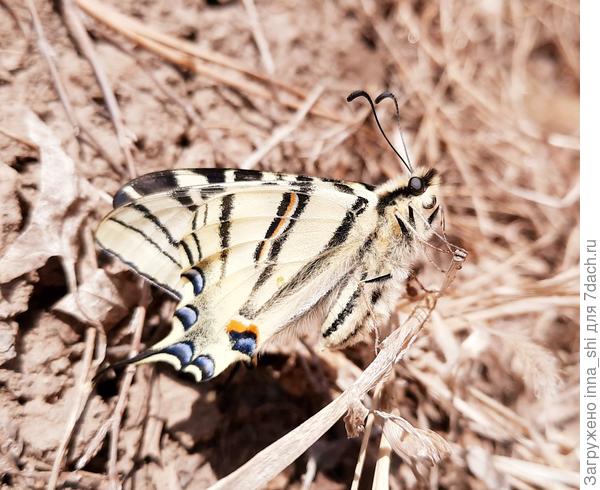 НЕзнакомка БЕЗымянная