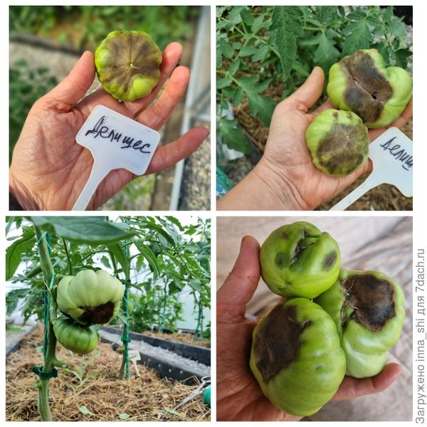 Это боль! Томат Делишес