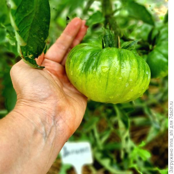 Томат Делишес. 5 июня. Открытый грунт