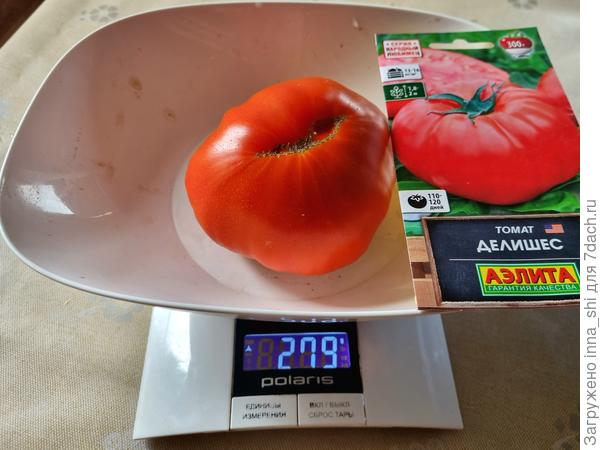 Томат Дешишес. Плод из теплицы