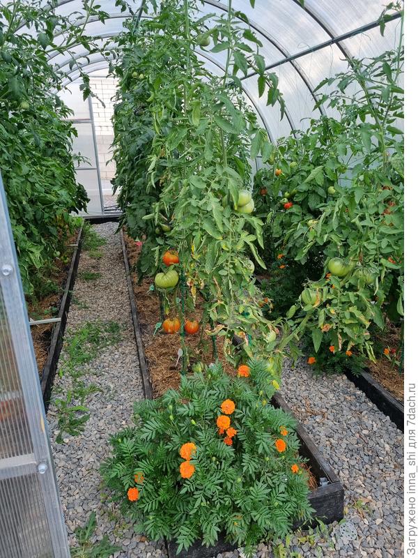 Томат Делишес. Выращивание в теплице