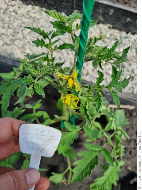 Цветение томата Делишес