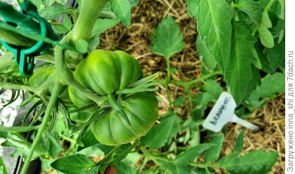 Делишес 14 мая 2023 года