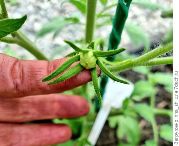 Первая завязь томата Делишес